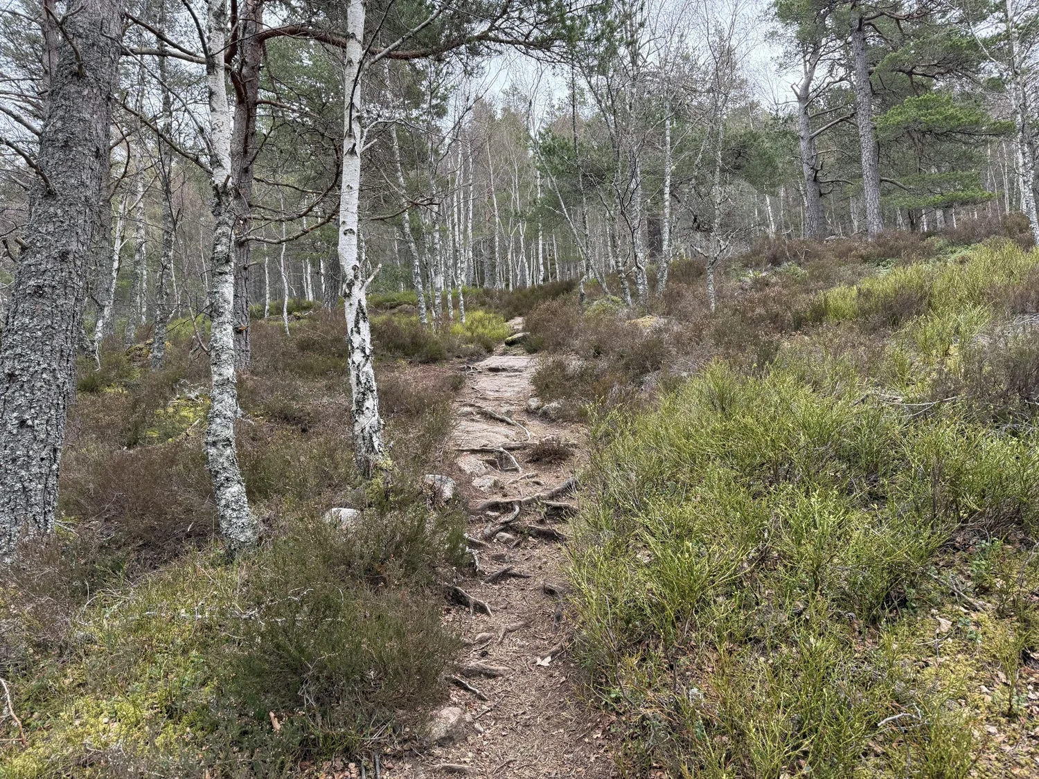 A hike through the pines