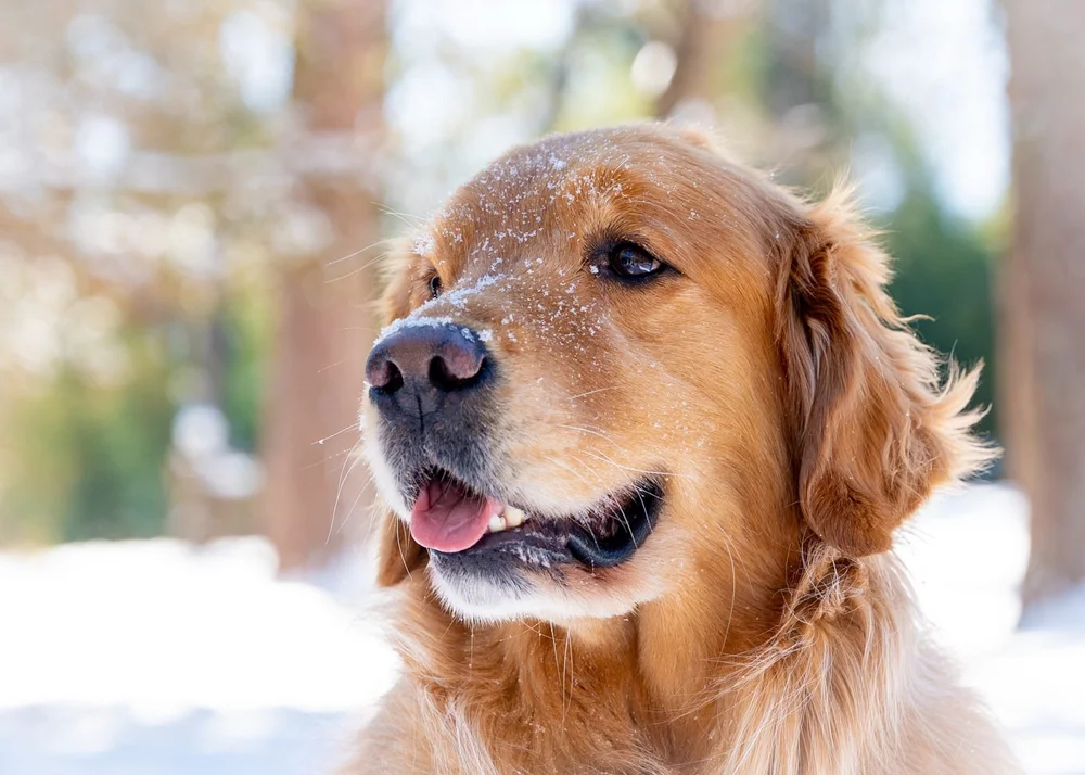Golden retriever with snow on his nose on a rare snow day in the North Carolina Sandhills