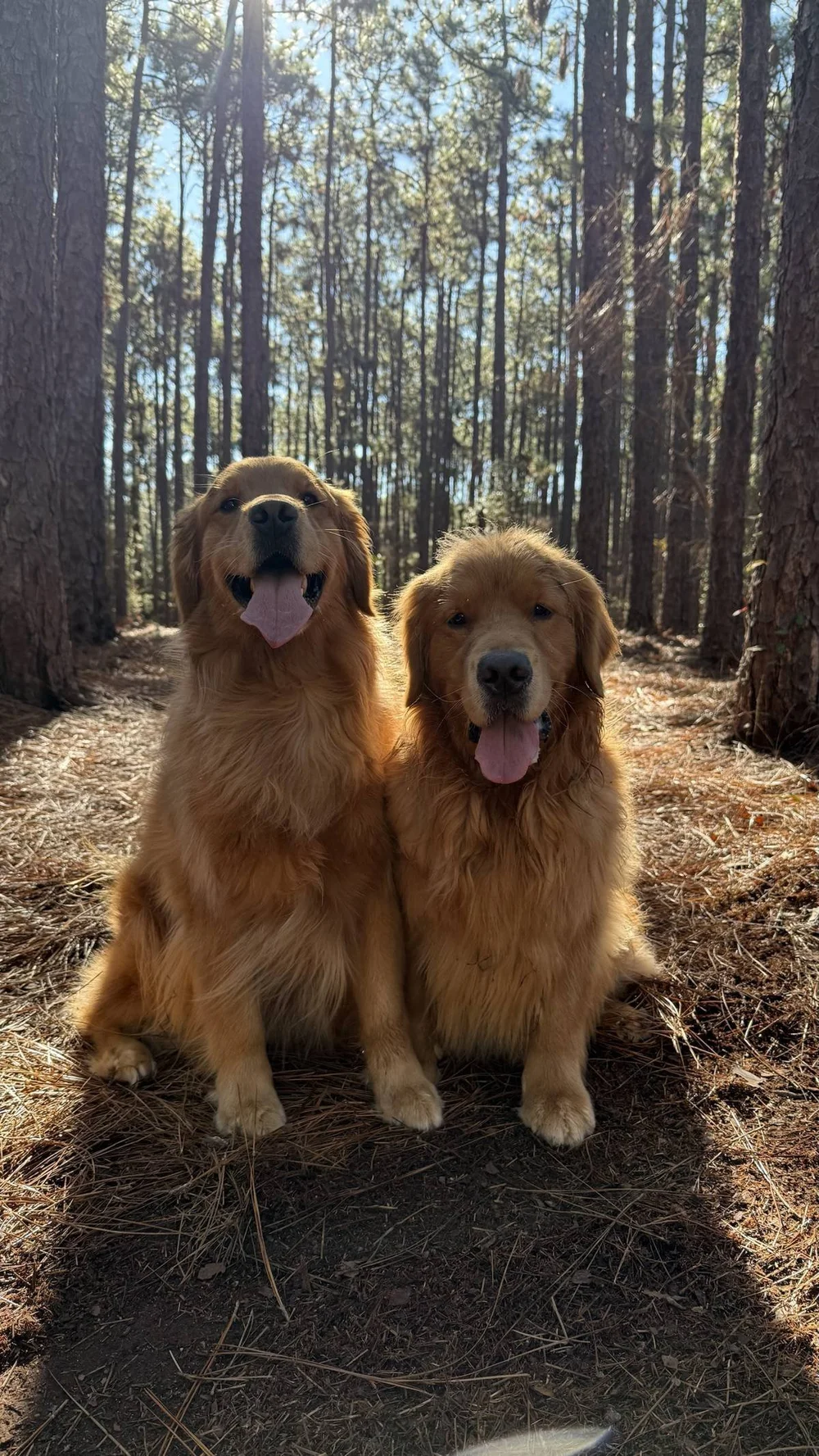 Golden retrievers Monty and Miller on a pine straw trail under tall pines in the North Carolina Sandhills