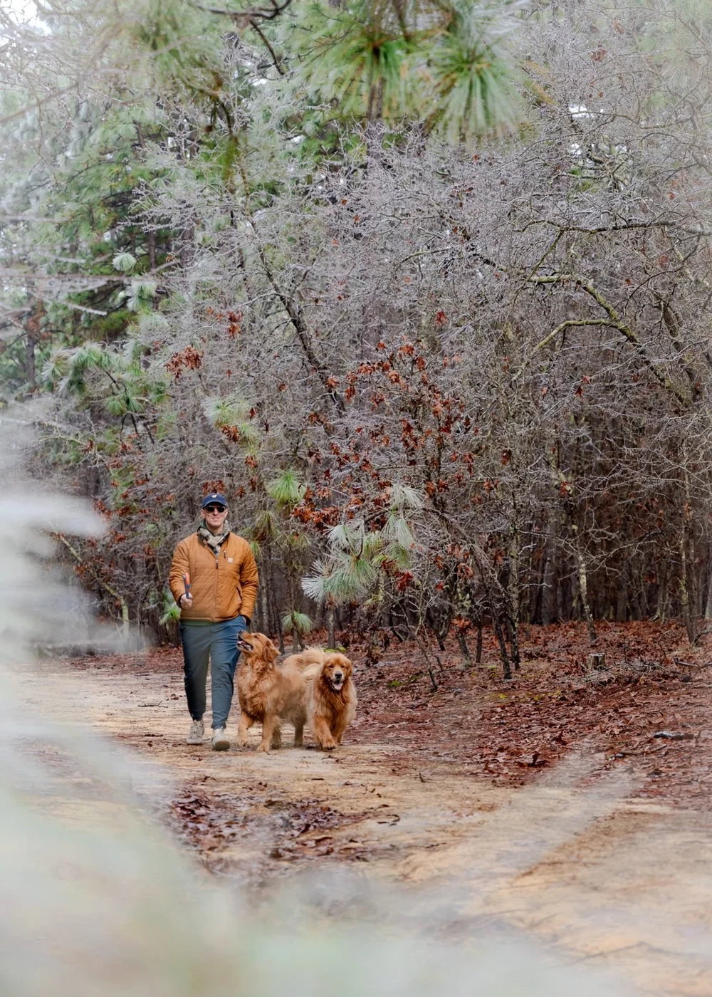 Two golden retrievers walking a wooded off-leash trail at Martin Park in Southern Pines, NC