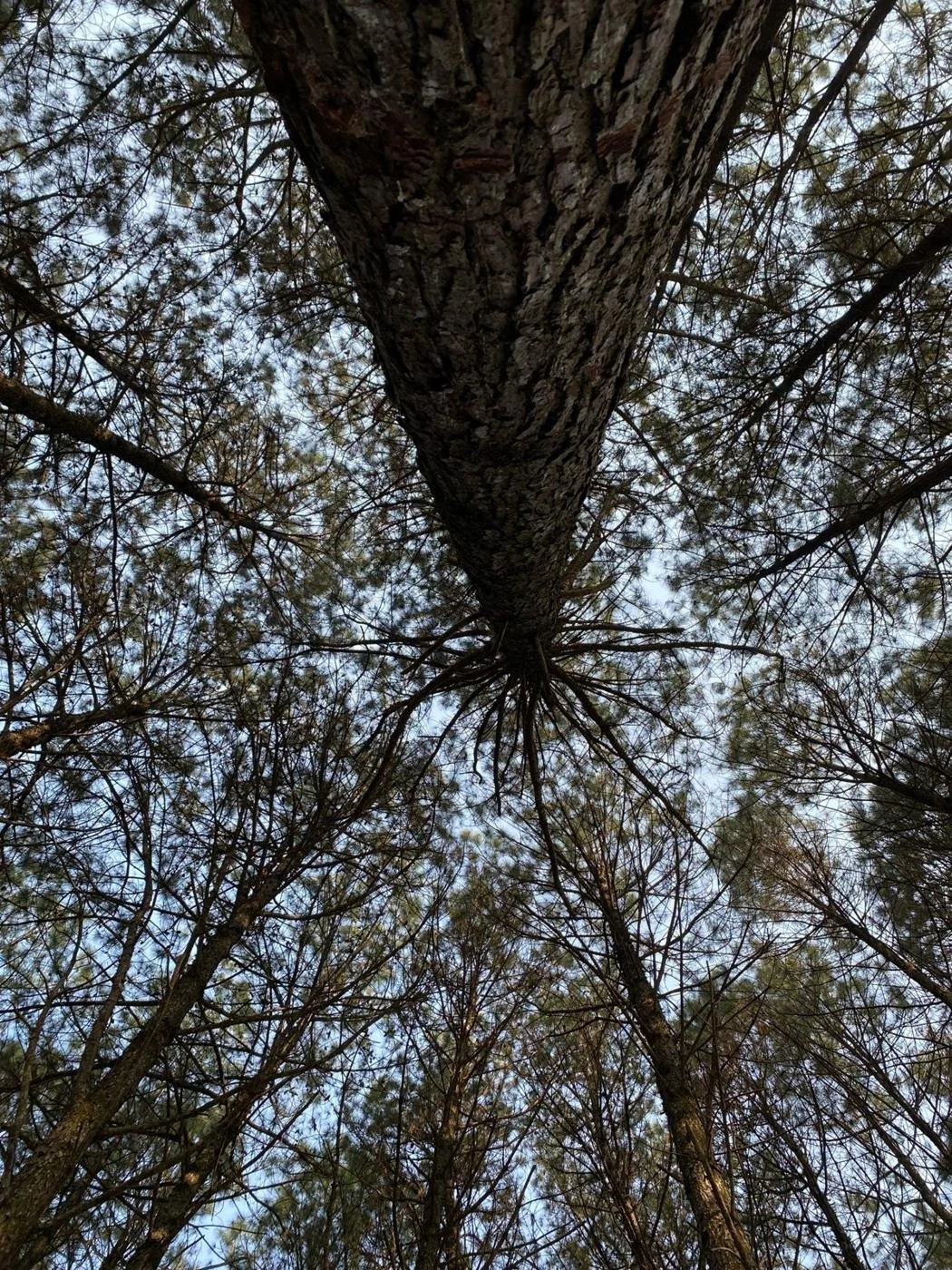 Looking up into a tall pine canopy in the North Carolina Sandhills