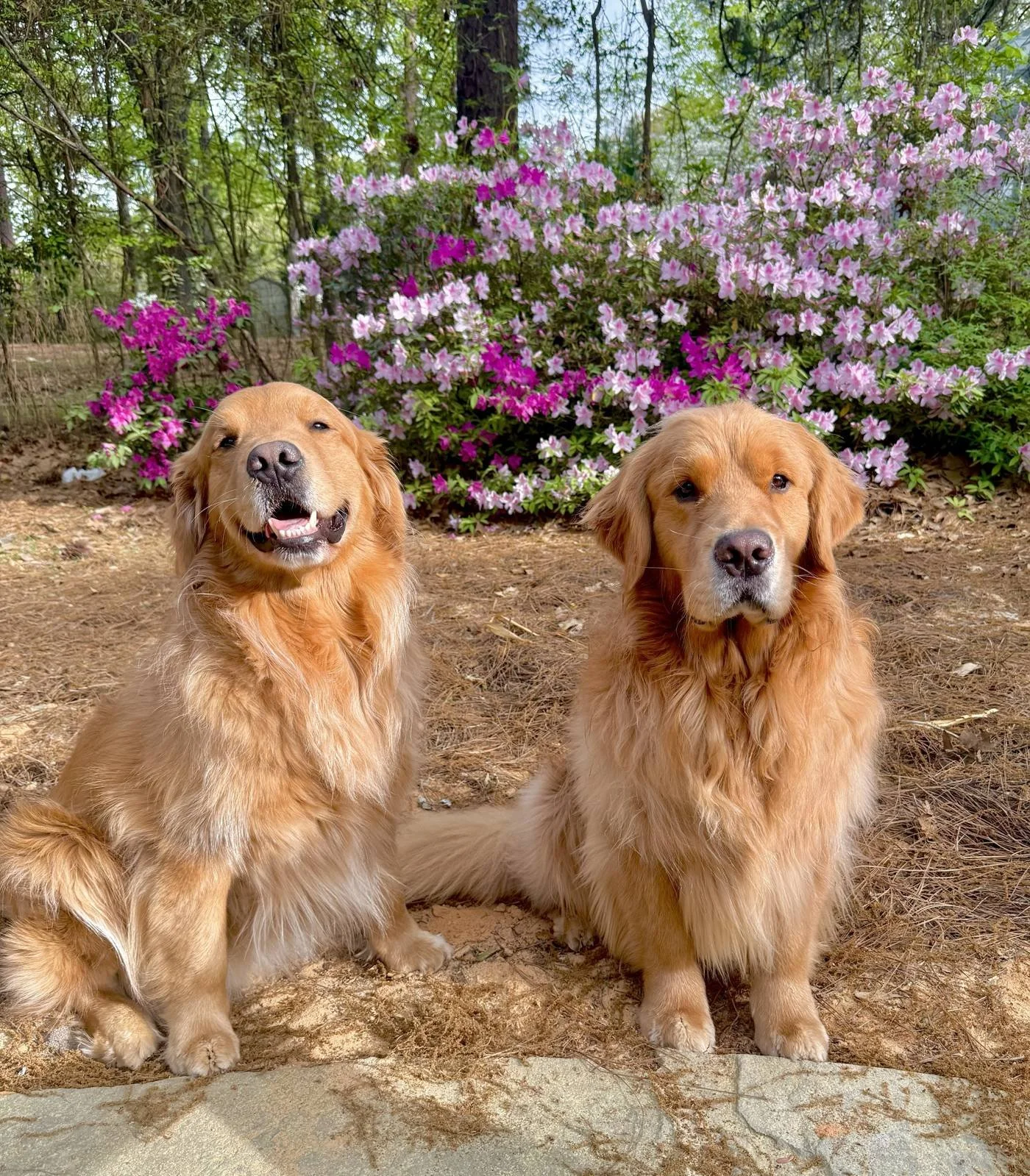 Golden retrievers Monty and Miller in front of blooming azaleas in Moore County, NC
