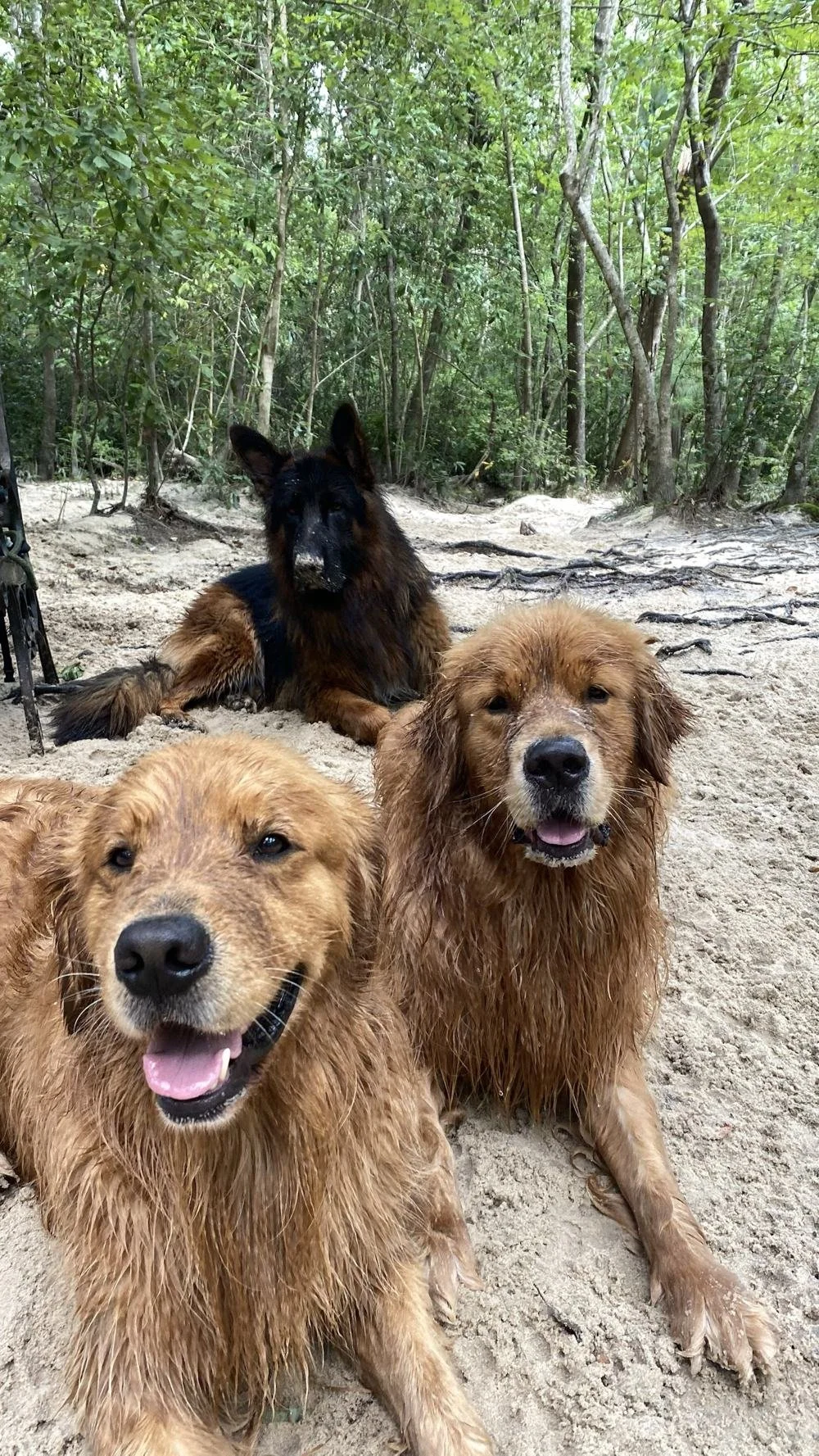 Two muddy golden retrievers and a German shepherd friend resting on a sandy creek bank in North Carolina