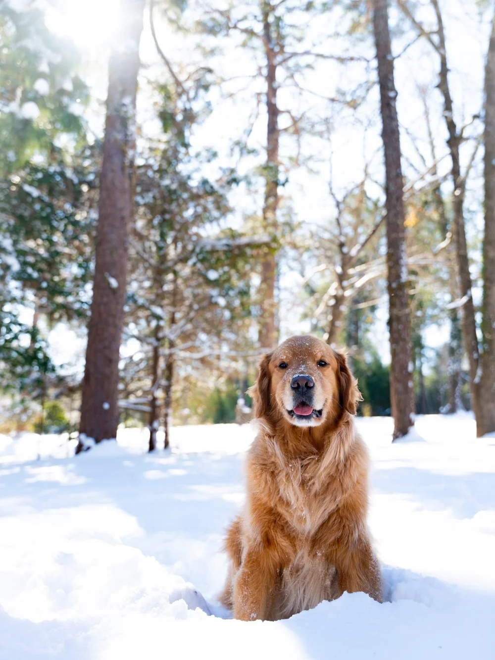 Golden retriever Miller sitting in the snow beneath tall pines in Moore County, NC