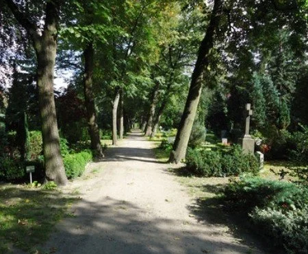 Tree-lined cart path