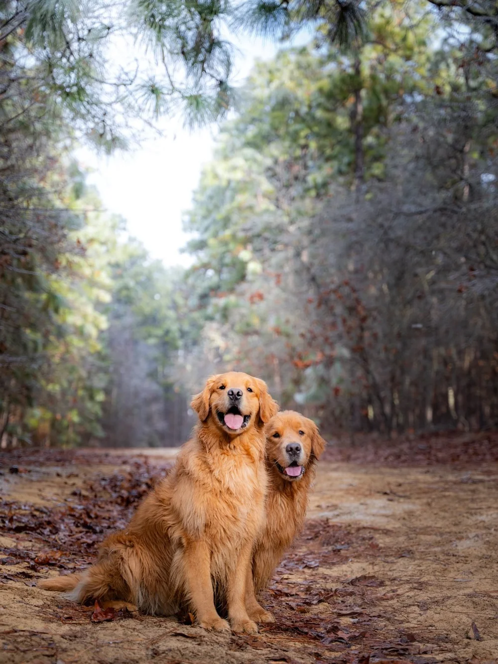 Golden retrievers Monty and Miller sitting on a sandy trail at Martin Park dog park in Southern Pines, NC