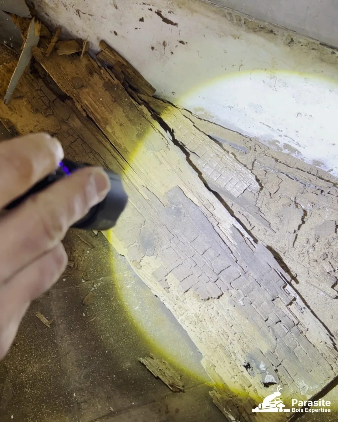 Examen à la lampe d’une poutre dégradée dont le bois se fendille