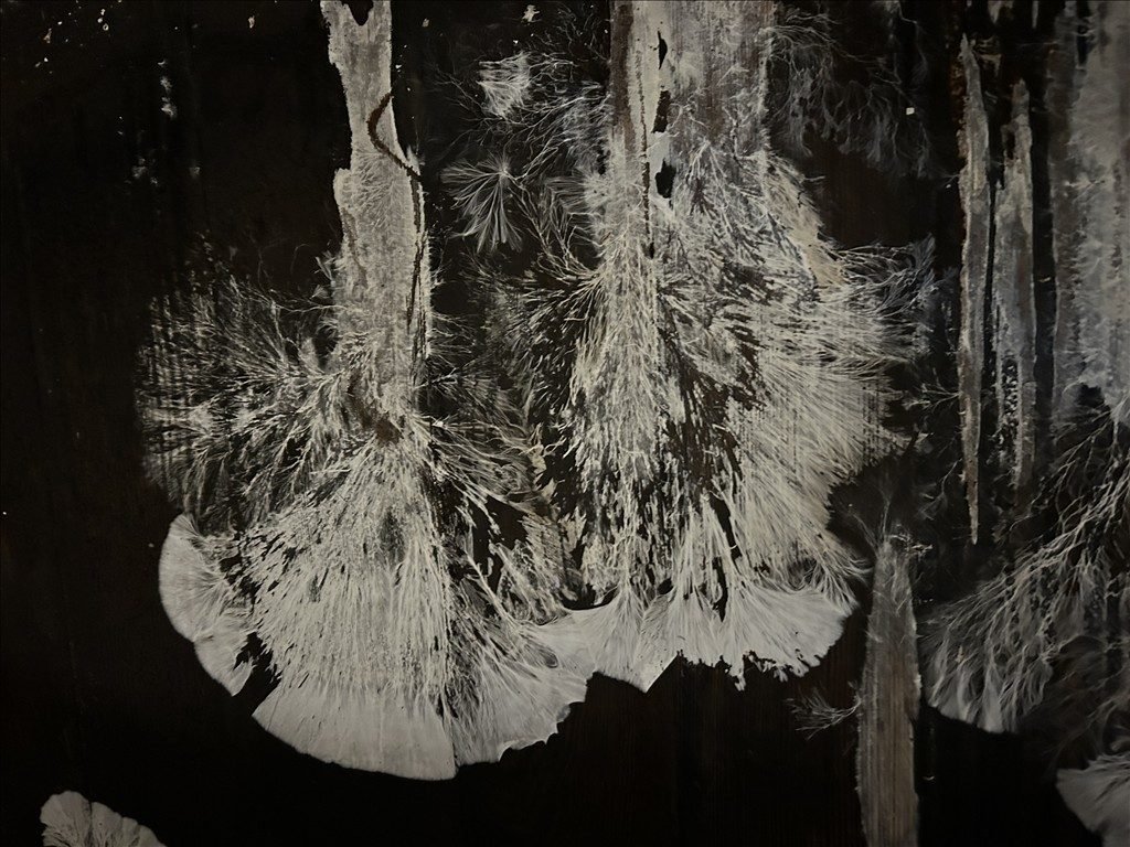 Filaments blancs en éventail d’un champignon lignivore sur des bois, relevés lors d’une expertise