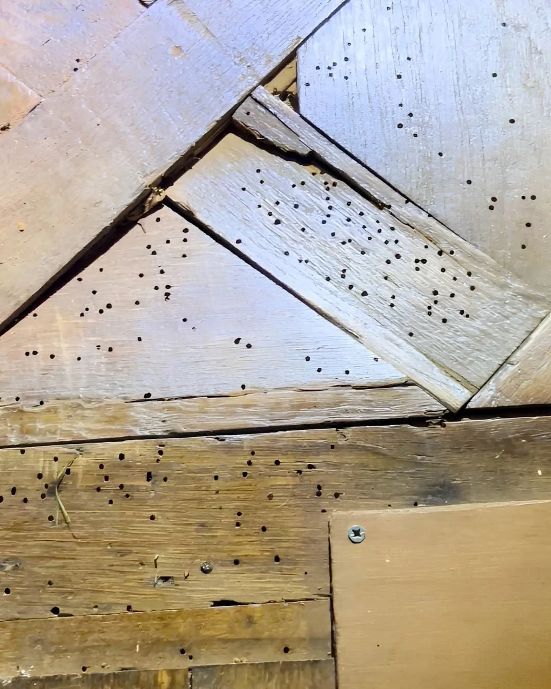 Plancher ancien criblé de trous de sortie d’insectes à larves xylophages