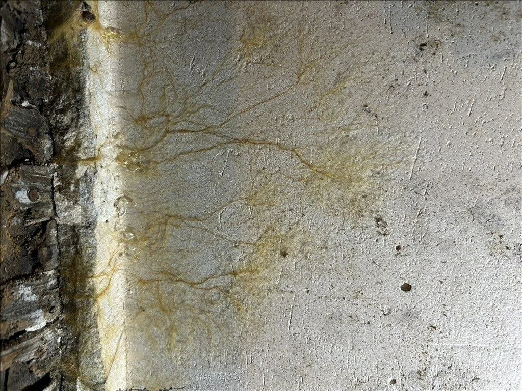 Mur humide parcouru de filaments de champignon, au contact d’une pièce de bois