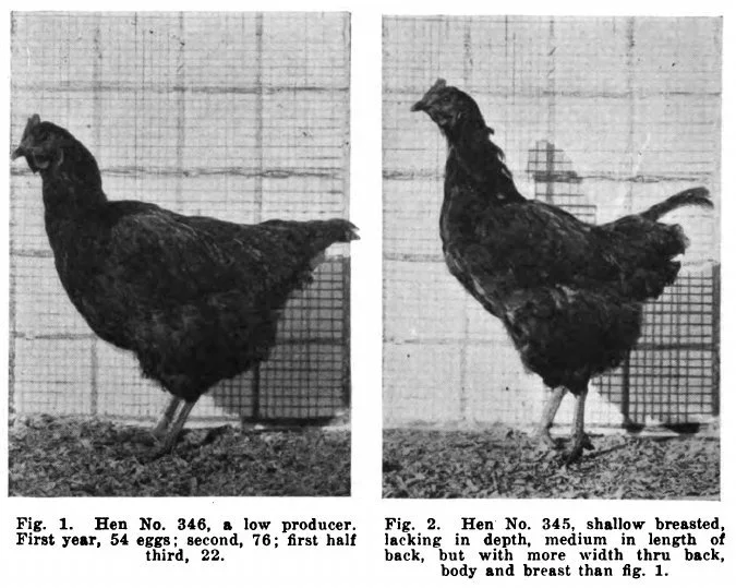 Historical photographs of hens 346 and 345 from the Iowa experiment