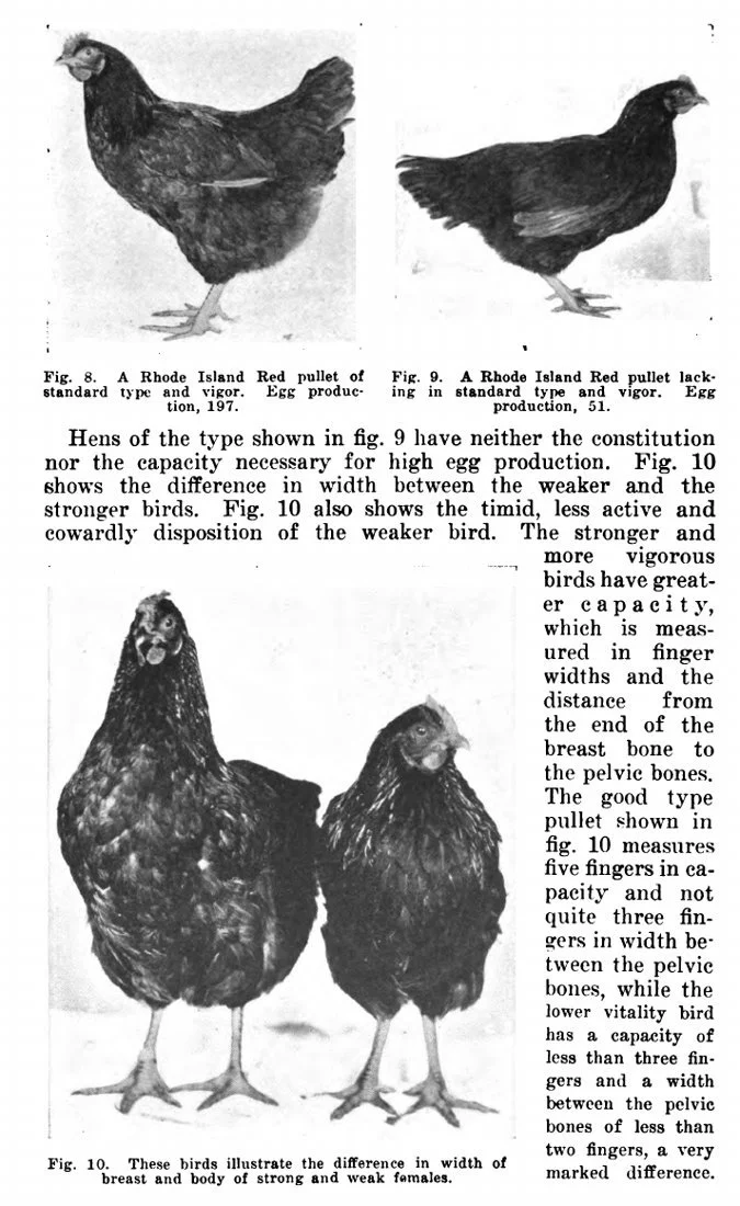 Historical comparison of two Rhode Island Red females in figures 8 and 9, with a front-view width comparison in figure 10