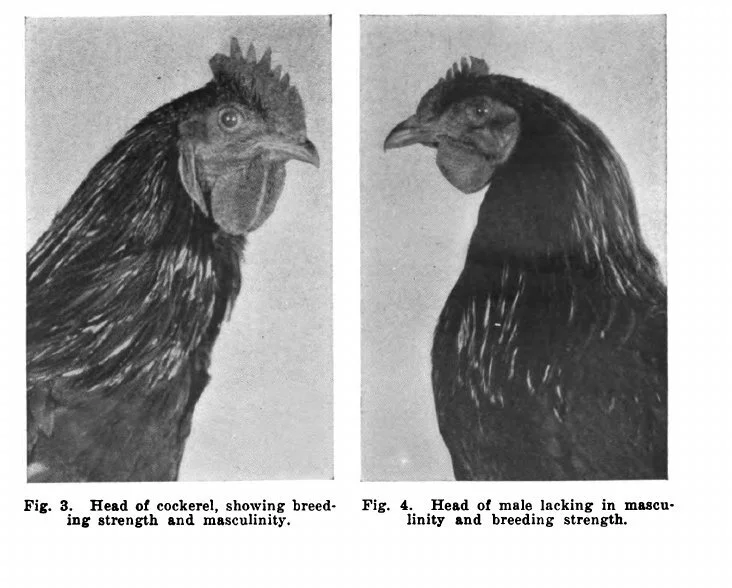 Two historical cockerel head photographs from Iowa bulletin figures 3 and 4