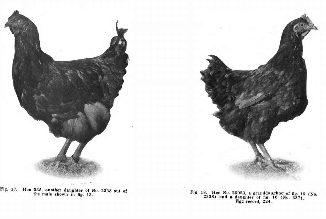Historical female relatives shown in figures 17 and 18