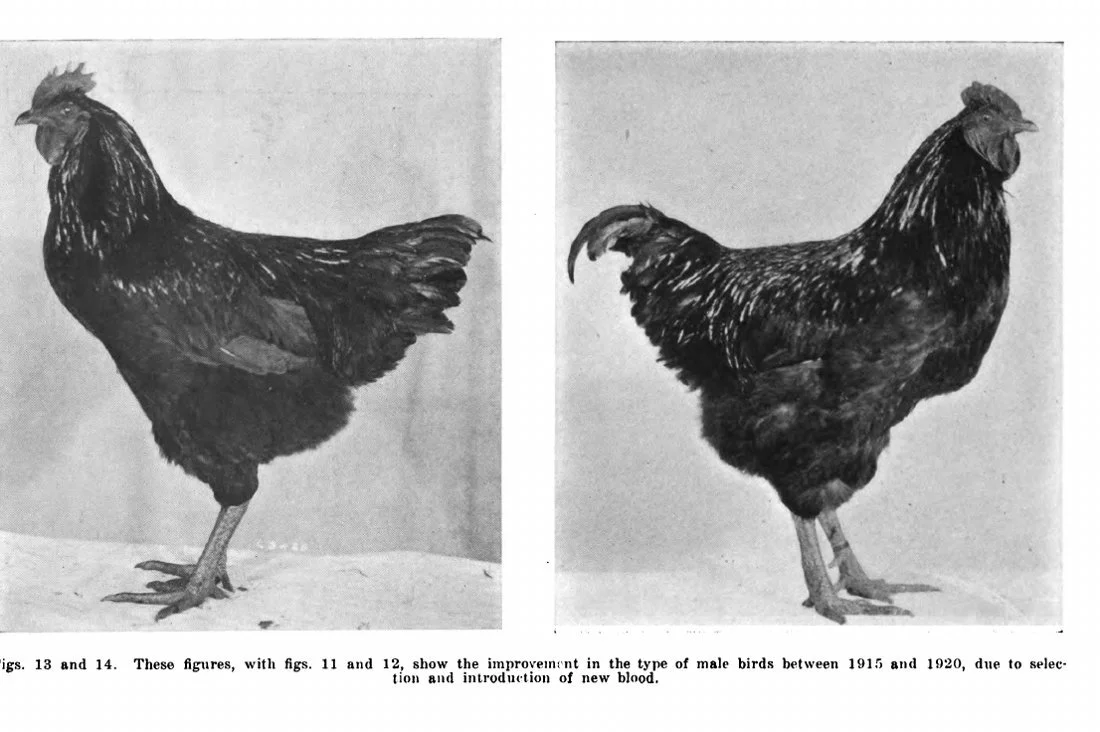 Historical male photographs in figures 13 and 14
