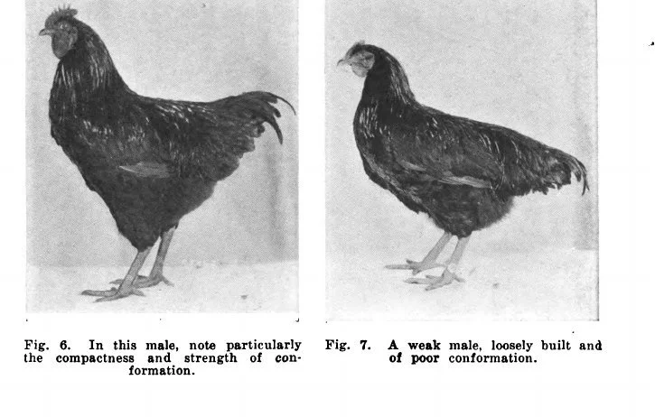 Historical comparison of male body conformation in figures 6 and 7