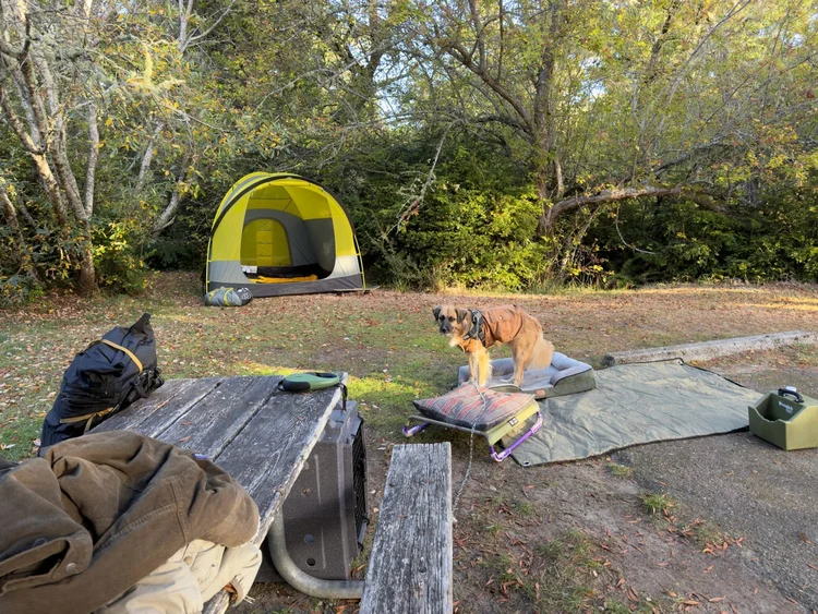 Campsite with a yellow tent among trees