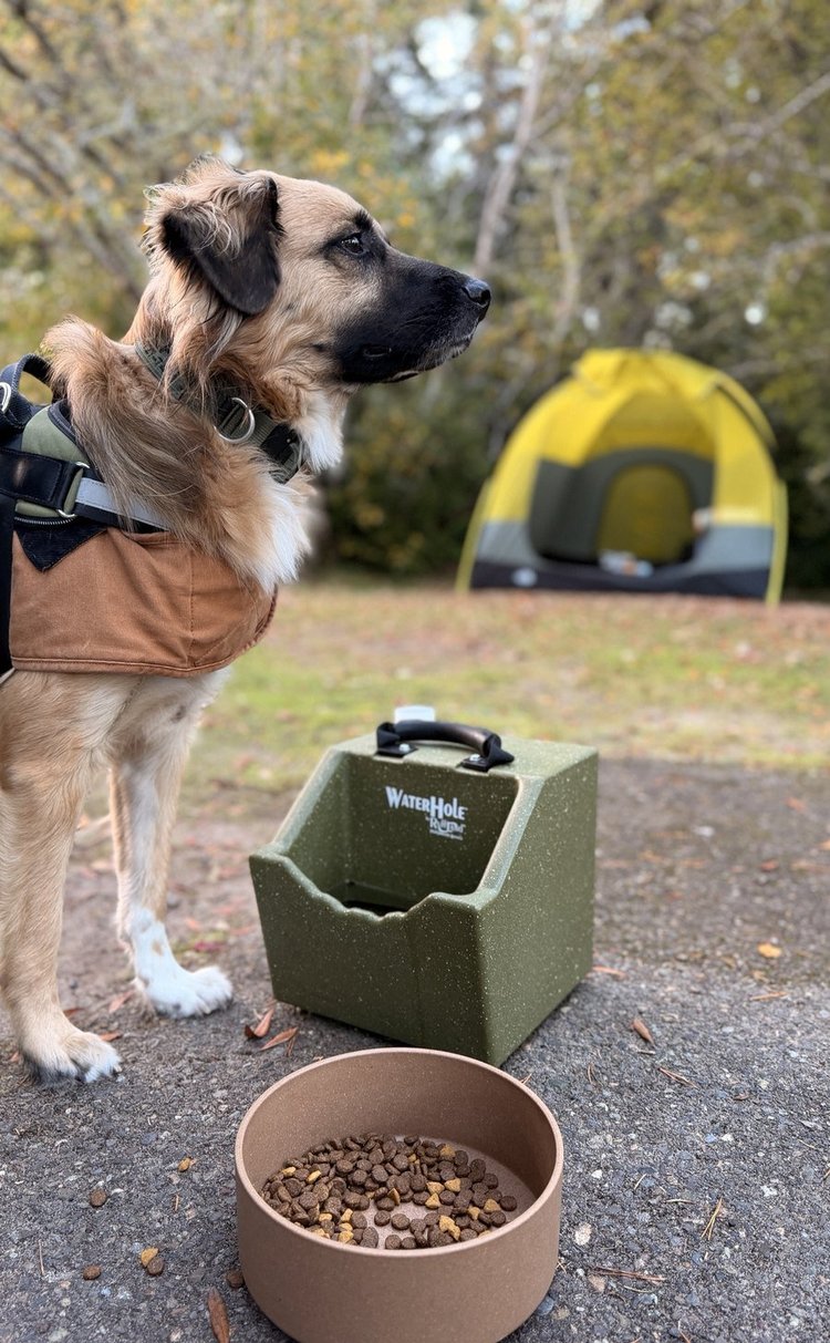 Atlas the dog sitting tall at camp beside his water box and food bowl, a yellow tent behind