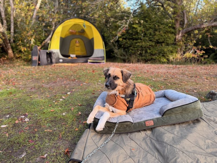 Atlas the dog resting on his bed in front of a yellow tent