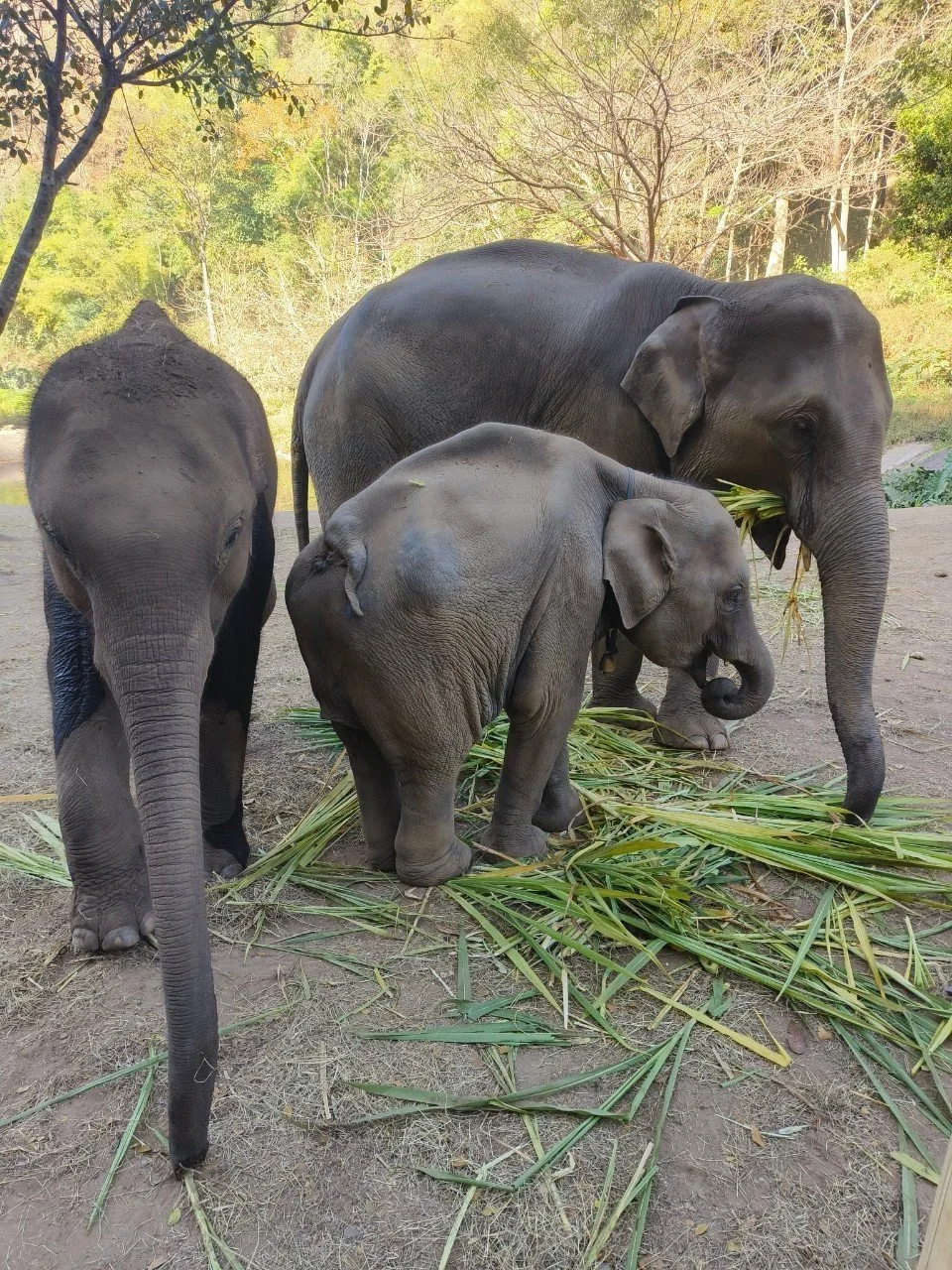 An elephant family at an ethical sanctuary