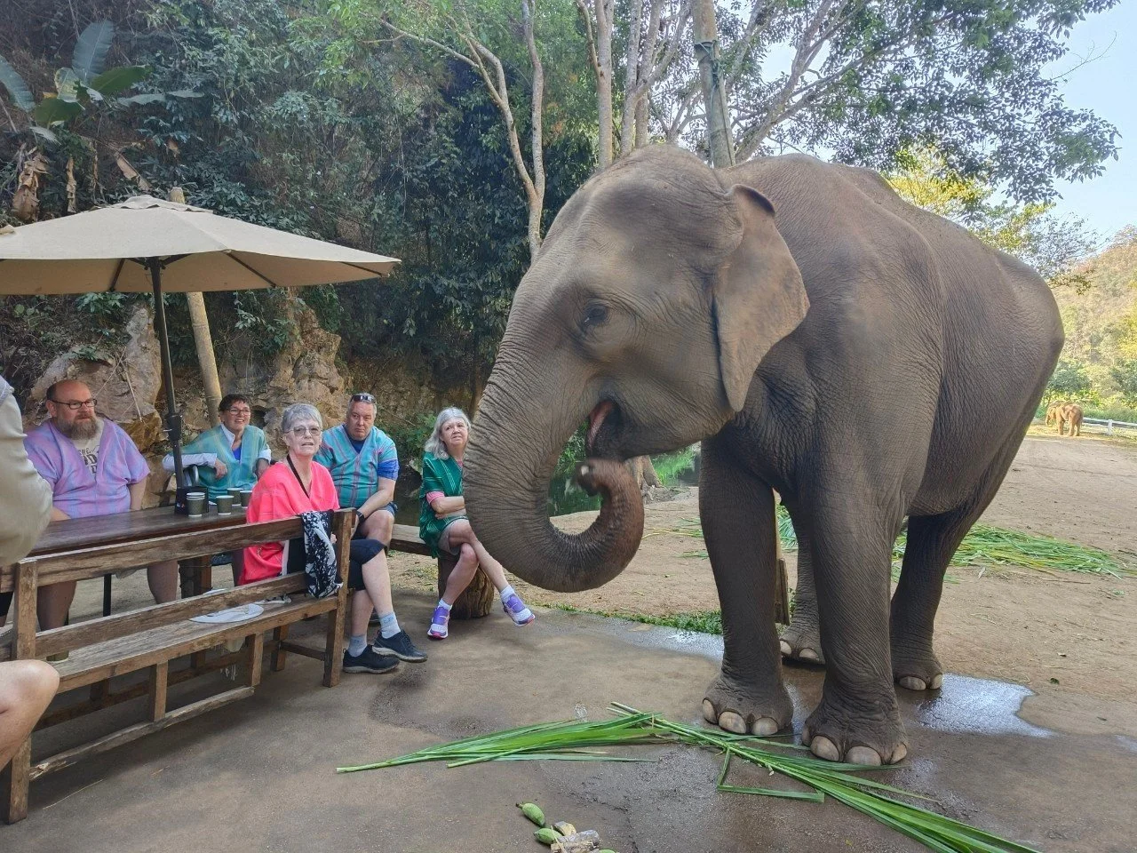 Our group meeting an elephant at an ethical sanctuary