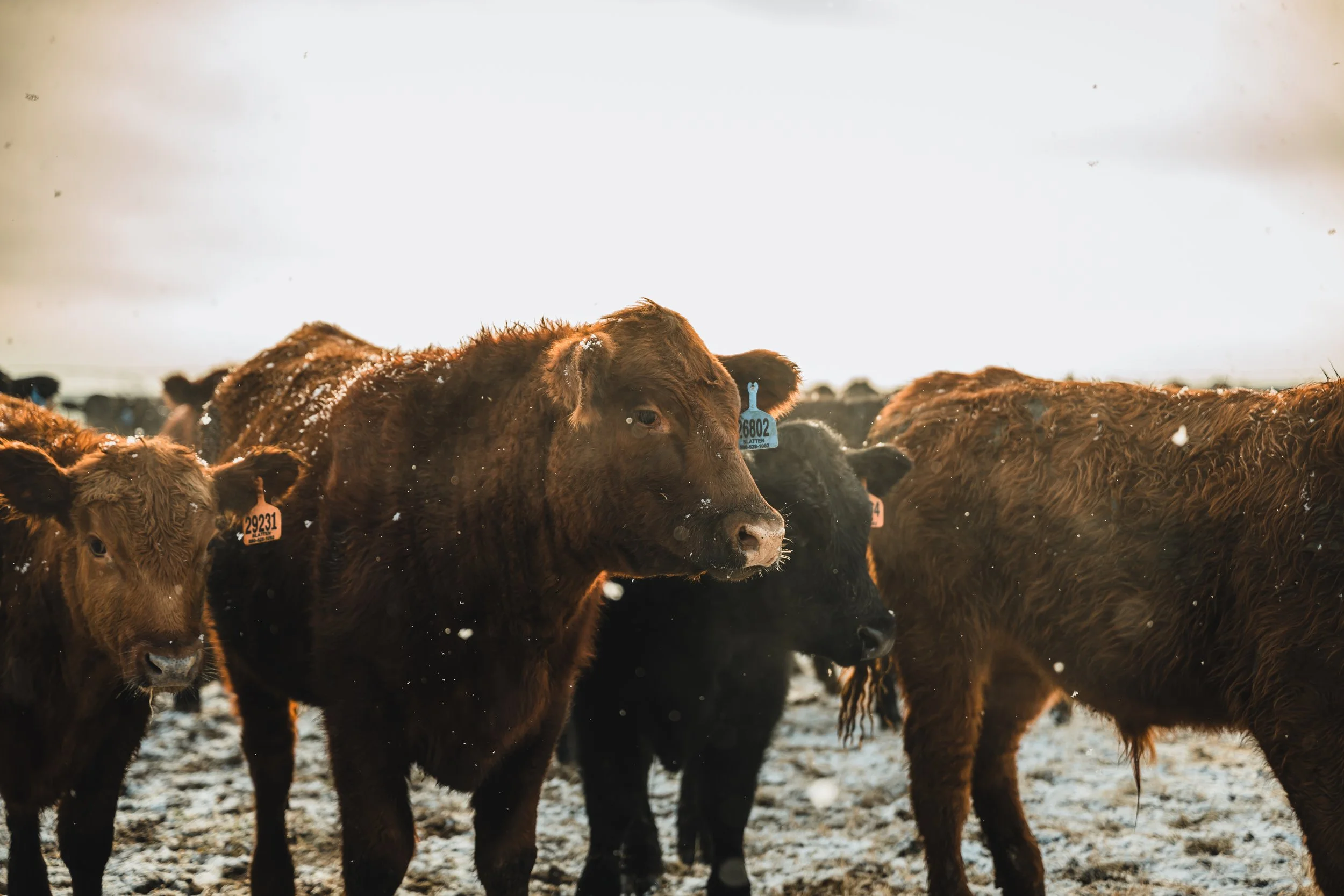 Cattle near the Beaver County Stockyards