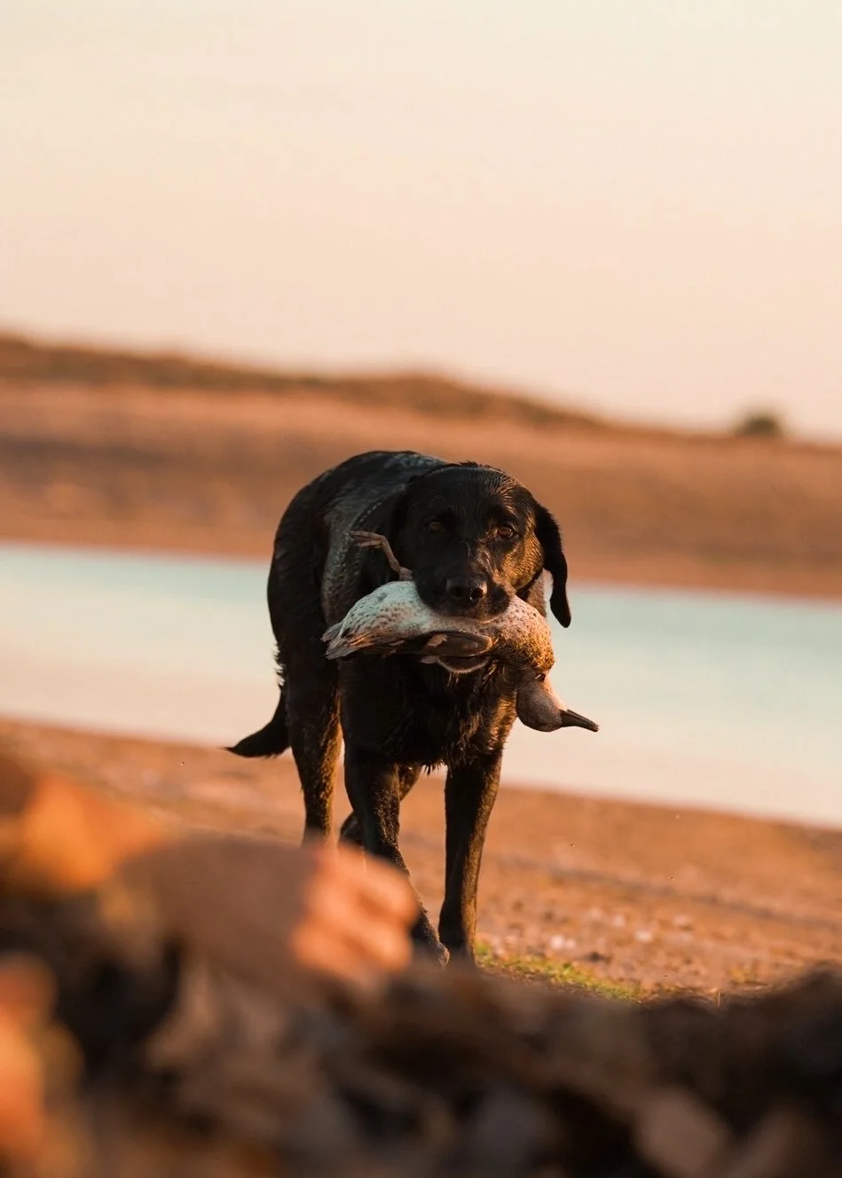 Hunting dog retrieving a bird