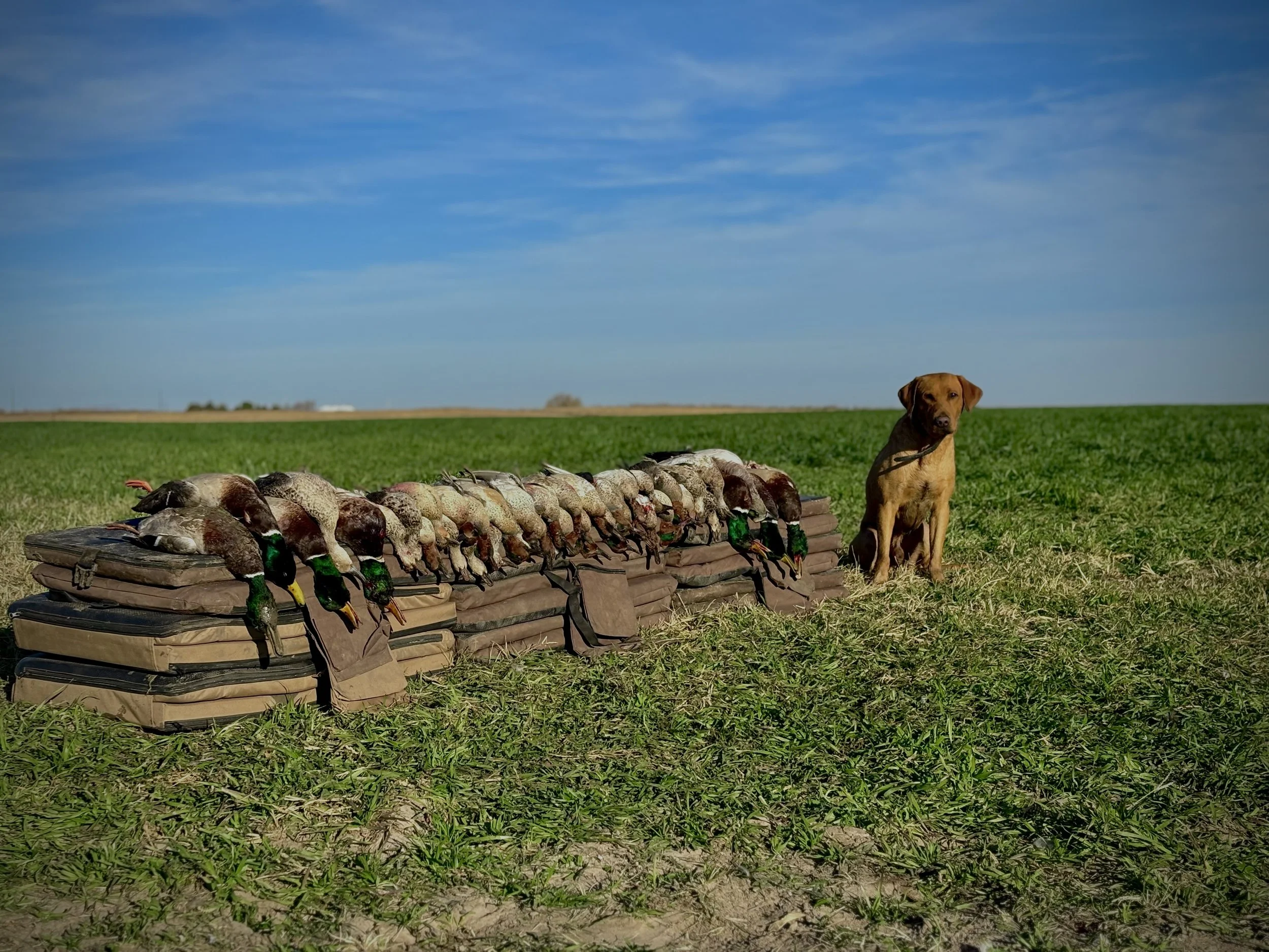 Hunting dog with a row of geese in Beaver County, Oklahoma