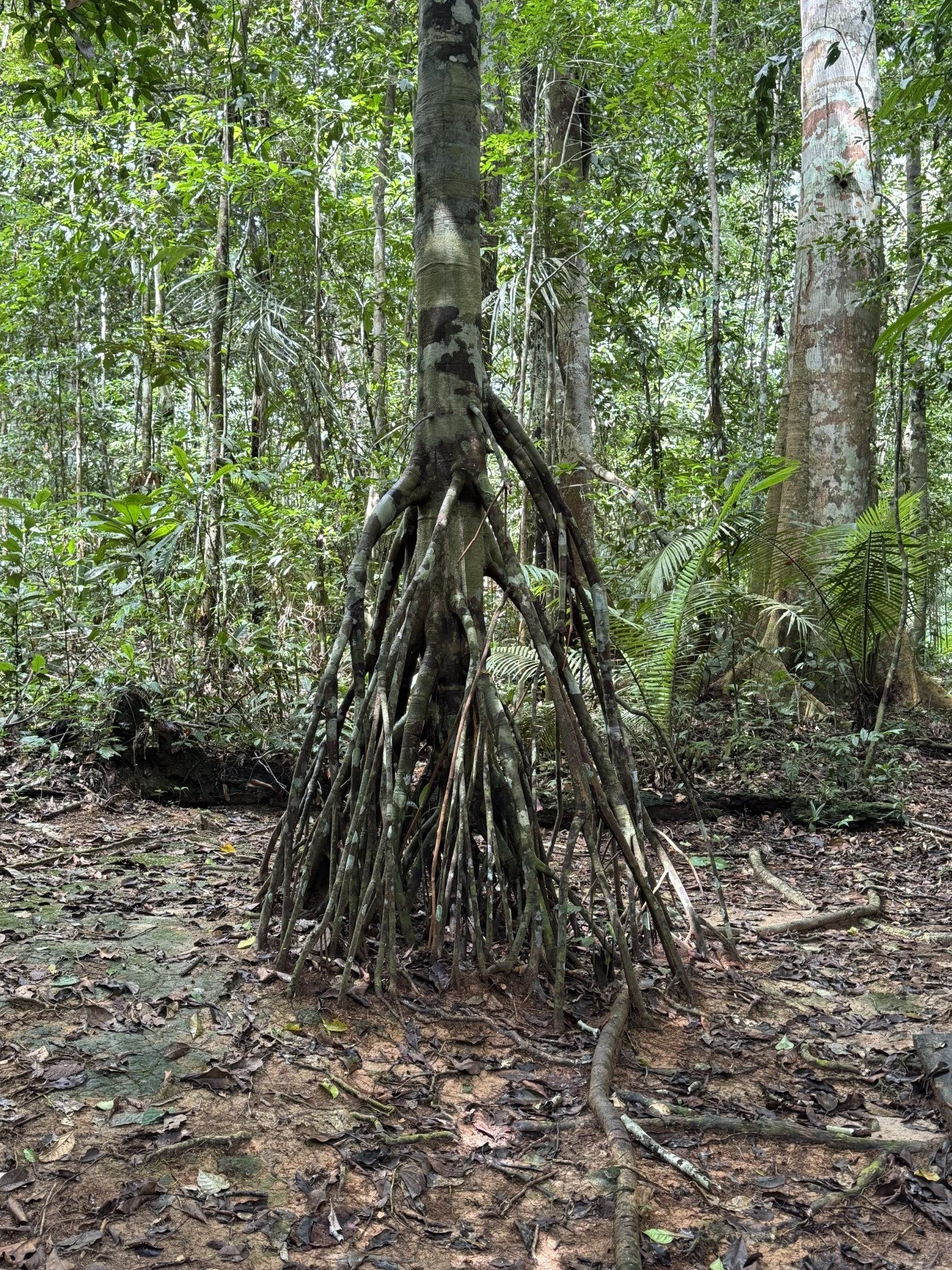 Chullachaqui master plant in the Peruvian Amazon