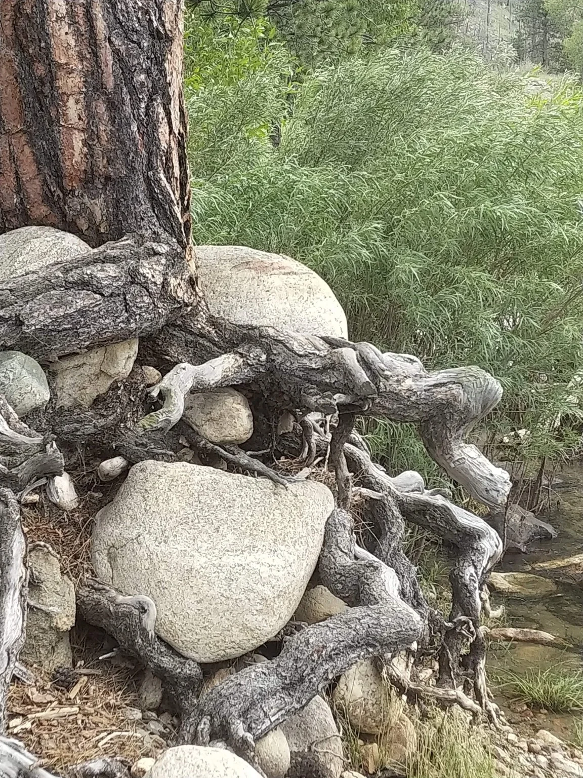 Exposed tree roots twist around large pale rocks beside water.