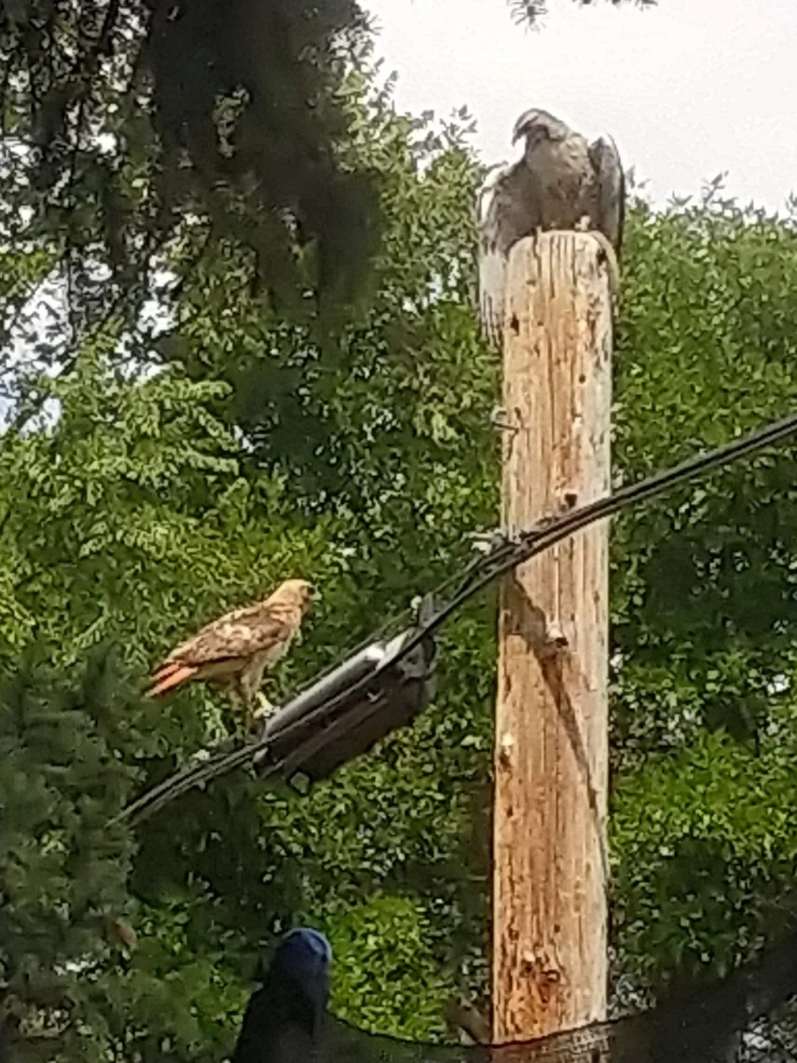 Two hawks perched on a wooden utility pole and nearby wires against dense green foliage.