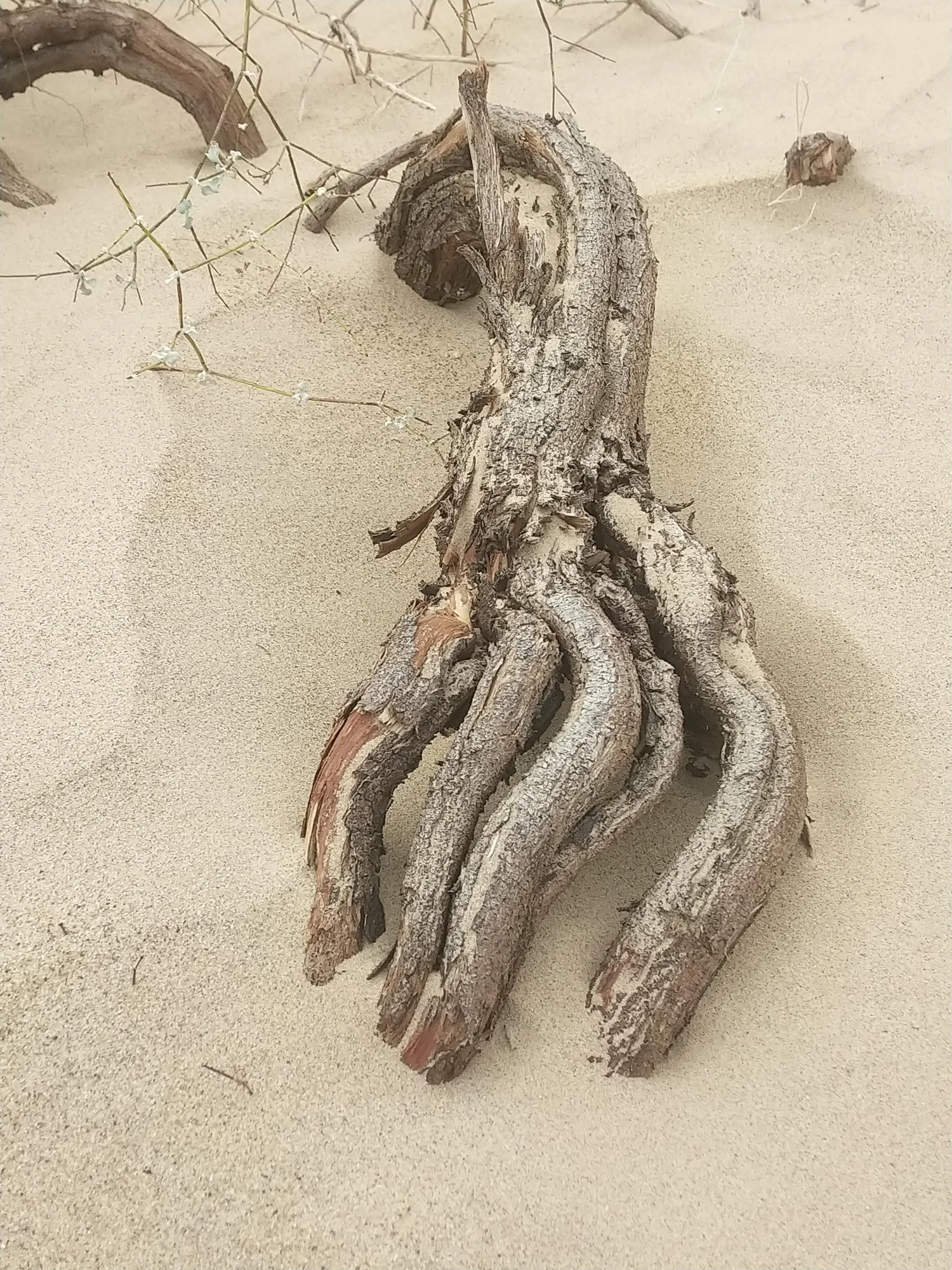 Weathered piece of desert wood lying in the Yuma sand dunes, its curving branches shaped remarkably like a human hand.