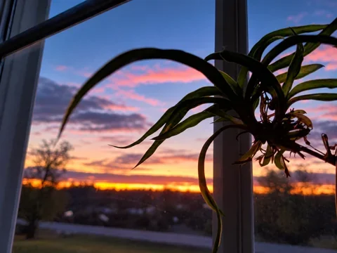 October sunrise viewed through a studio window, with orange and lavender clouds behind the silhouette of a spider plant.