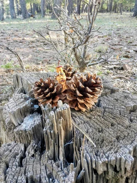 A small dried apple face rests between pinecones on a weathered stump.