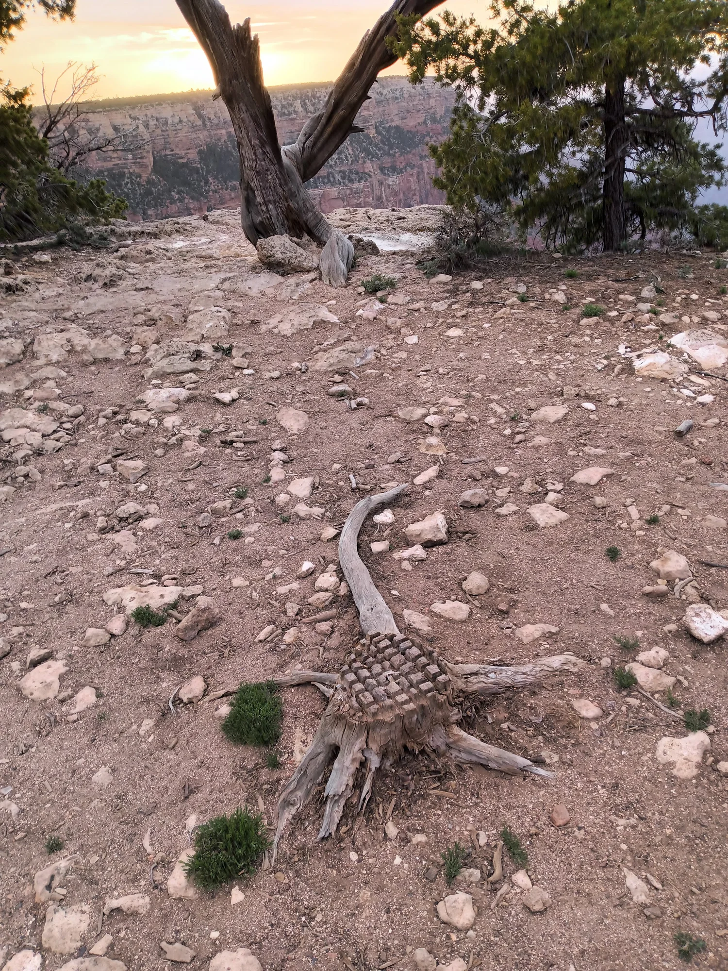 Weathered tree stump on the Grand Canyon rim, its carved, block-patterned top and spreading roots resembling a strange alien creature, with the canyon at sunset behind it.