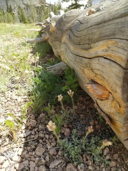 Small flowers and green plants grow beside a weathered fallen tree trunk.