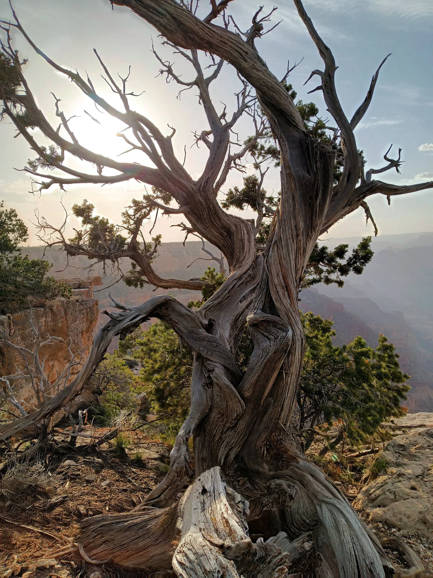 Old, weathered juniper with a twisted, sun-bleached trunk and winding branches on the Grand Canyon's South Rim, backlit by the sun with the canyon in the distance.