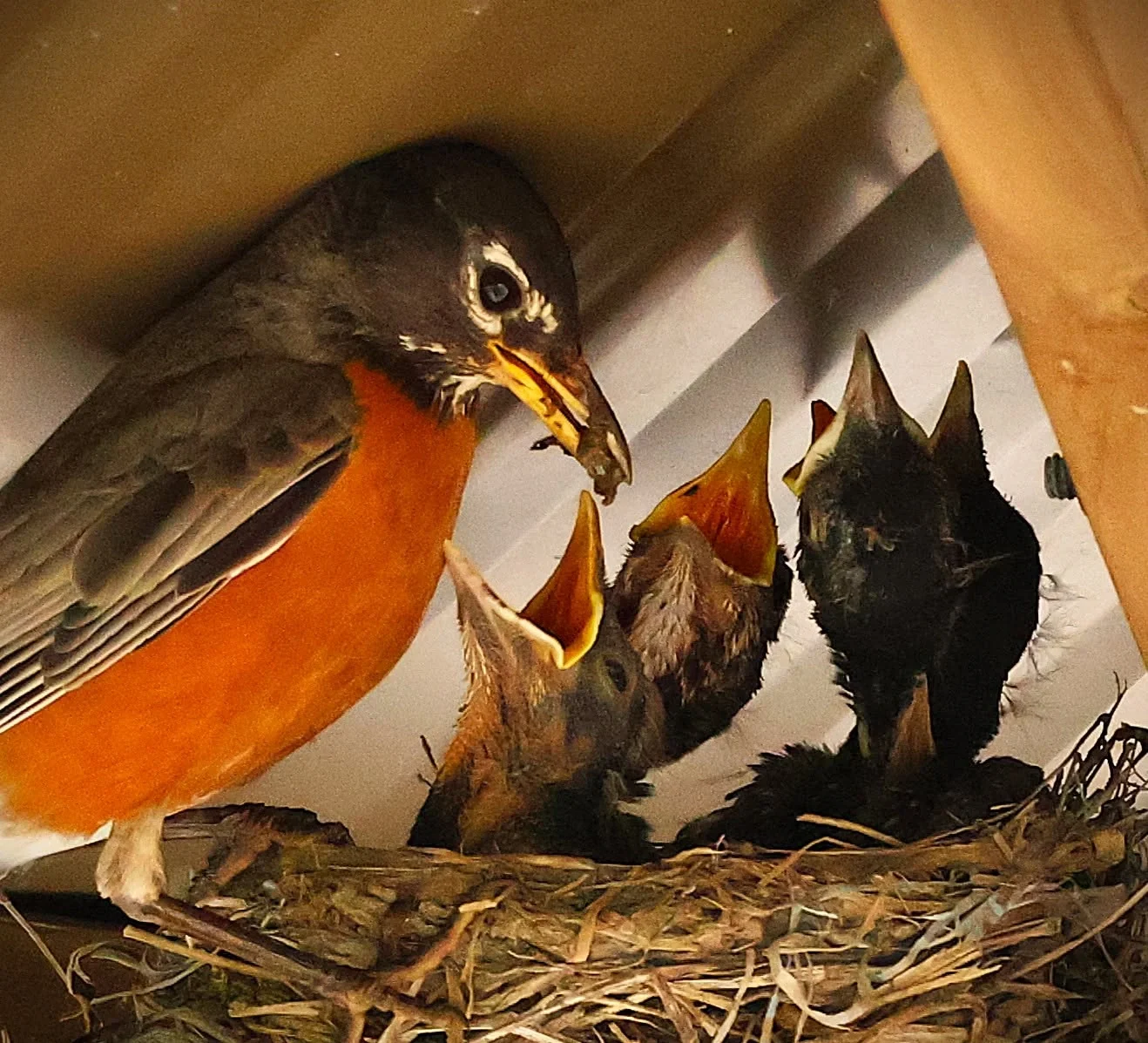 Young robins nestled together in a bird's nest before they were old enough to leave it.