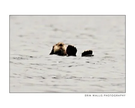 little buddy sea otter