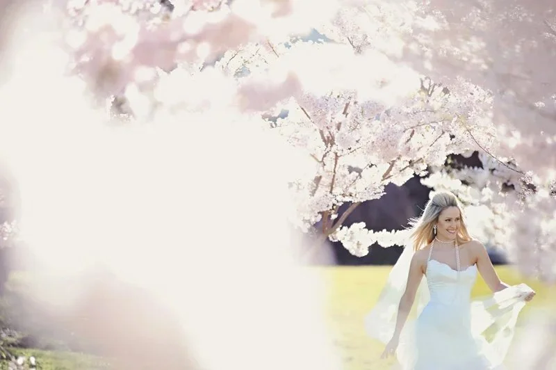 Cherry blossoms