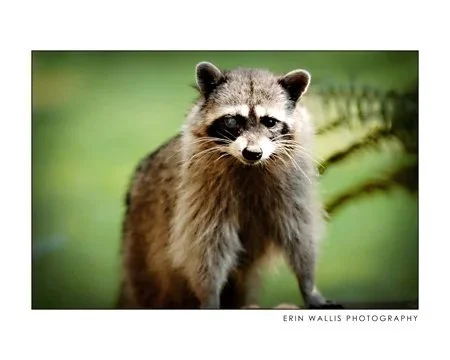 Raccoon one eyed raccoon