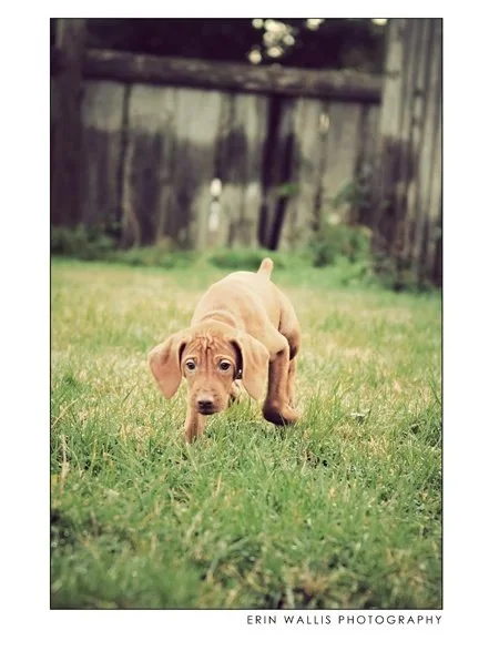 Puppy in the Grass