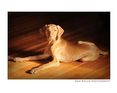 Regal Franko