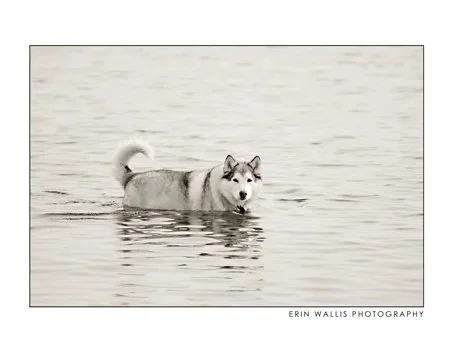 i love dogs