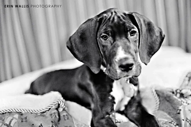 Athena