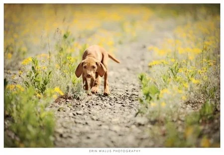 Vizsla in the flowers