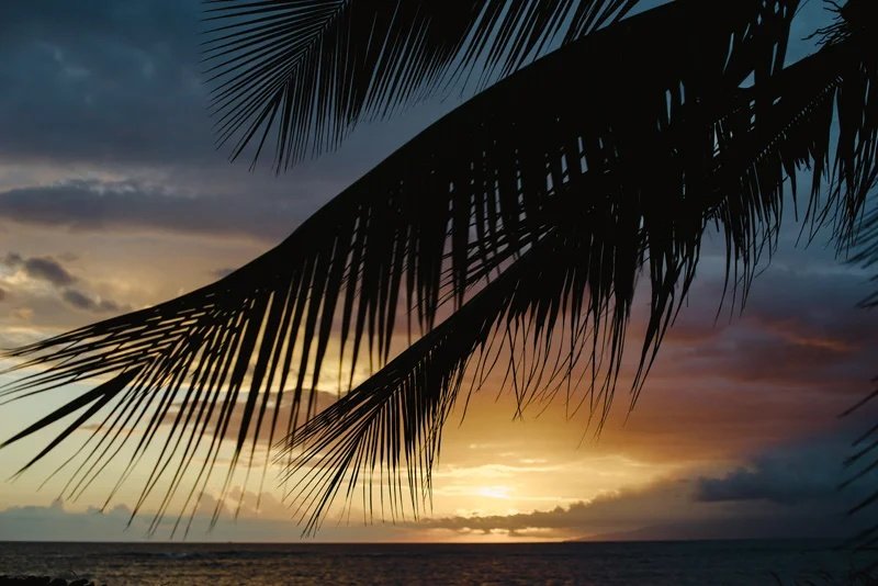 palm tree sunset