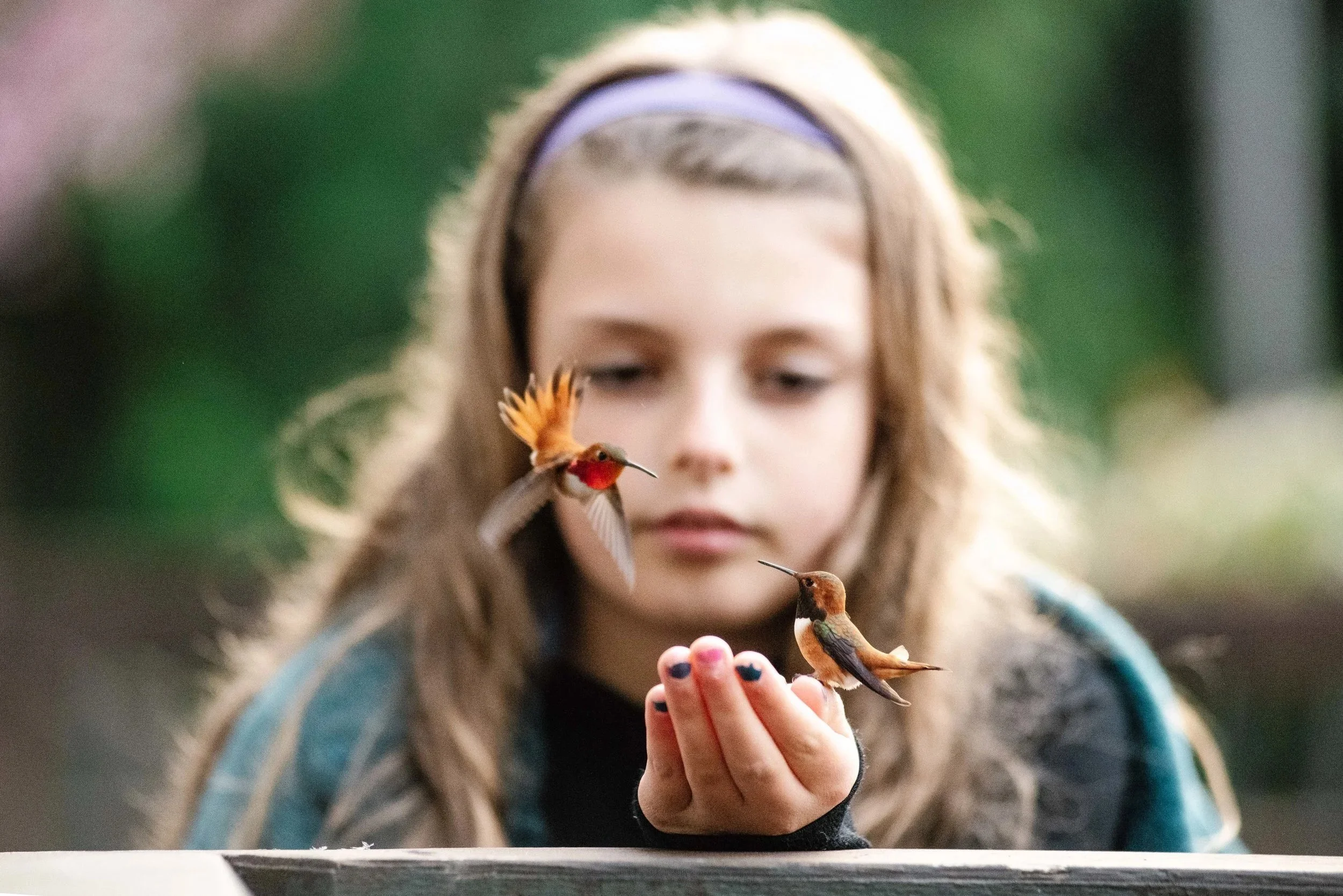hummingbird and little girl
