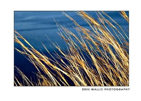 looking through the grass grass in Patmos Greece