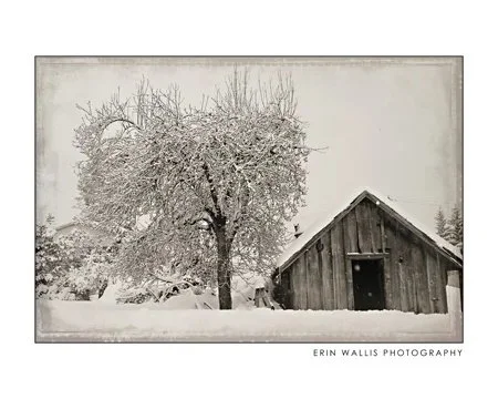 Milk Shed